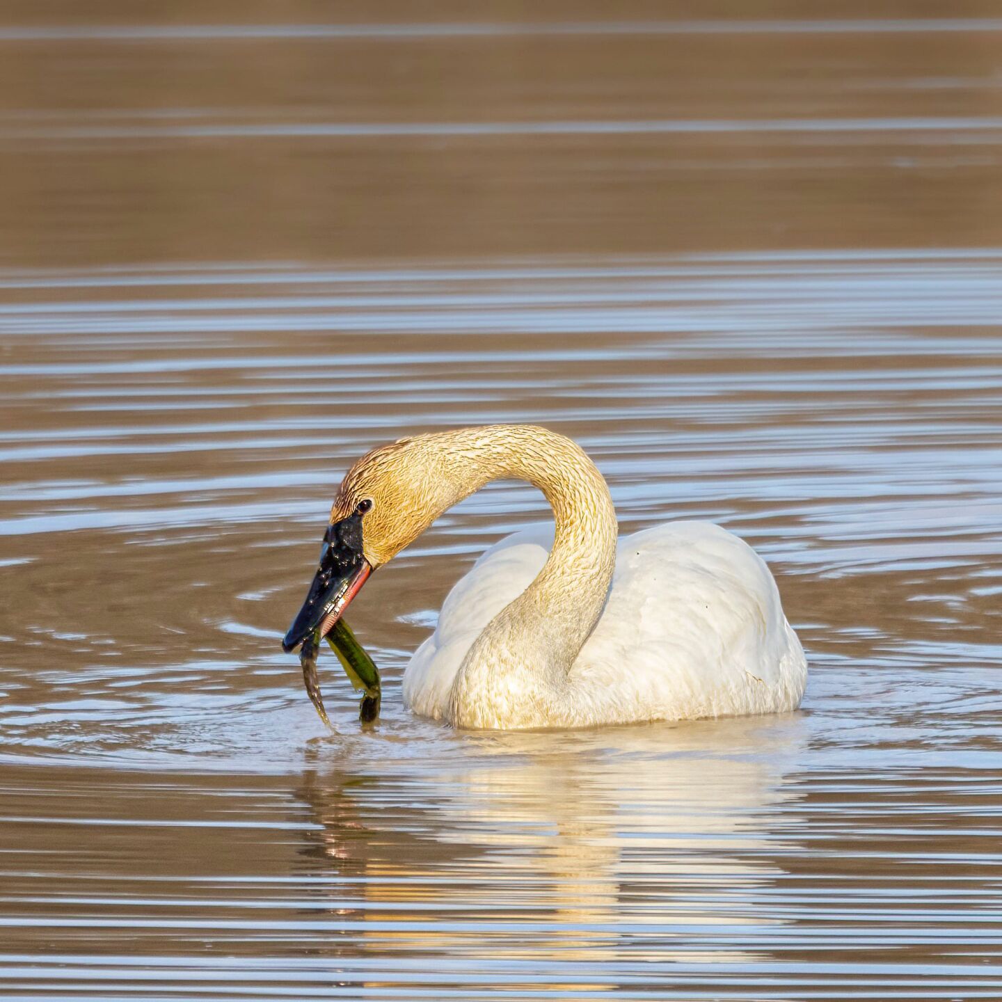 Photo_Lifestyles_swans_single.jpg